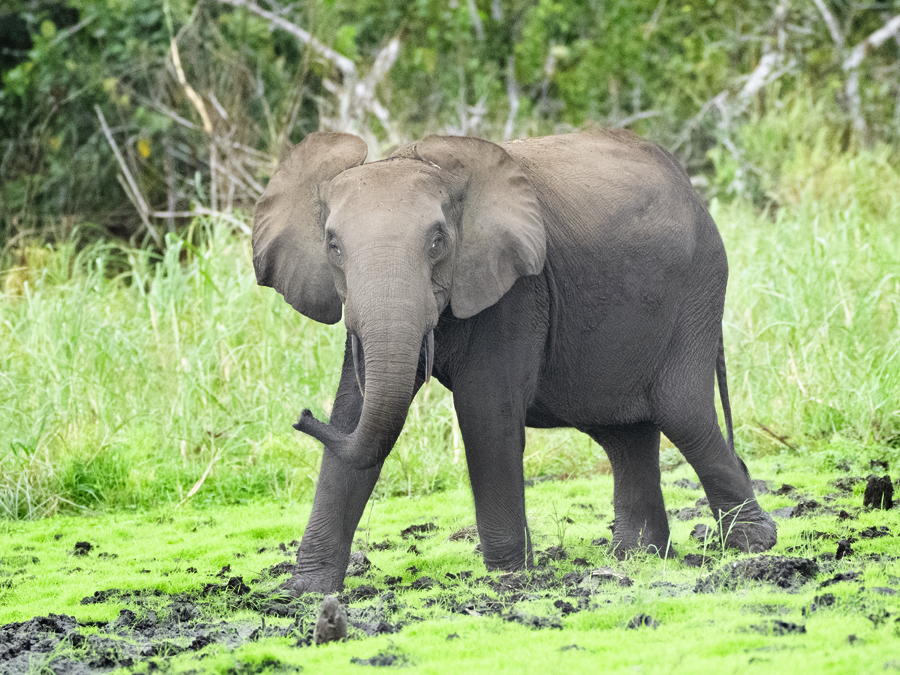 Lac Assala, forêt primaire du parc national de Loango, Gabon