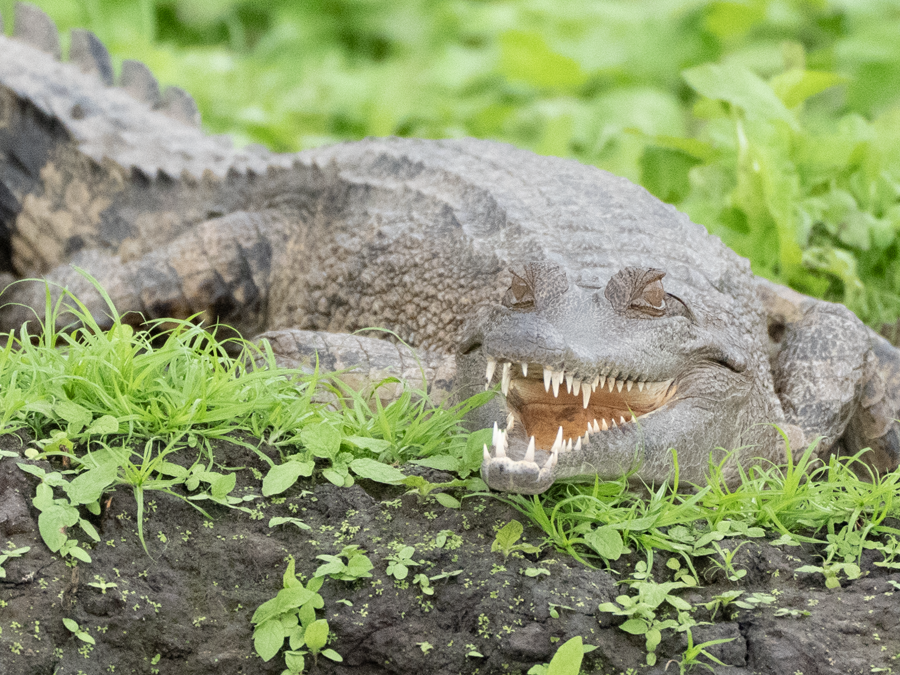 Crocodile sur les rives des rivières miroirs d'Akaka, Gabon
