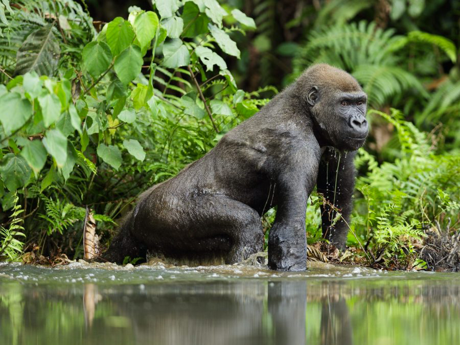 Gorille dans son habitat naturel, île Fernan Vaz, Gabon