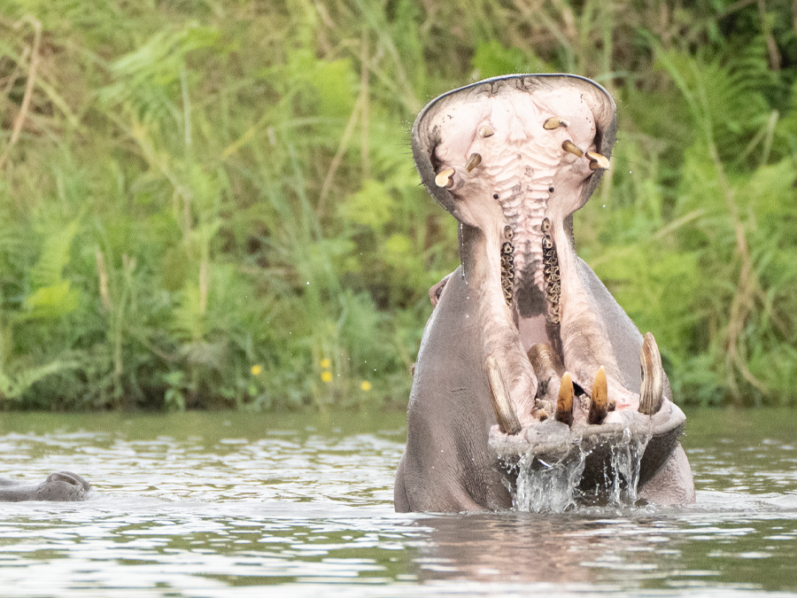 Hippopotame dans les rivières miroirs d'Akaka, parc de Loango, Gabon