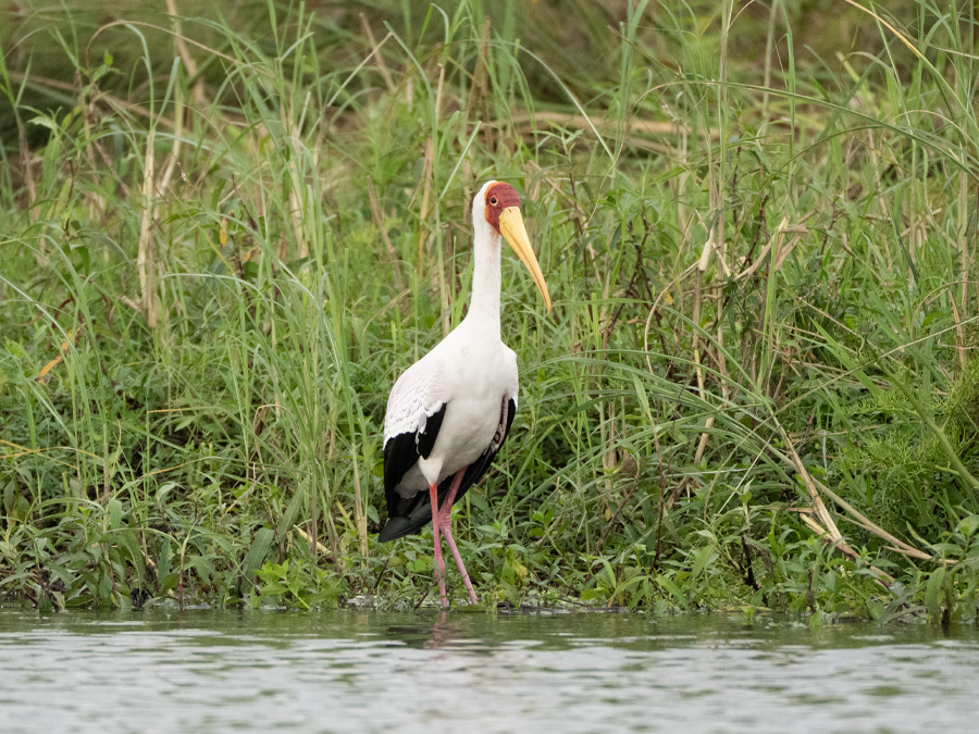 Oiseaux exotiques de la forêt équatoriale gabonaise, Aventure.ga